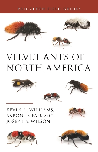 Velvet Ants of North America.