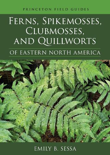 Ferns, Spikemosses, Clubmosses, and Quillworts of Eastern North America.