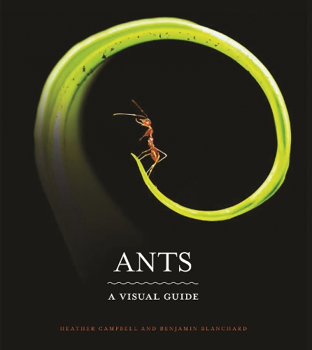Ants: A Visual Guide.