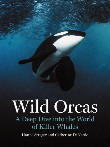 Wild Orcas: A Deep Dive into the World of Killer Whales.
