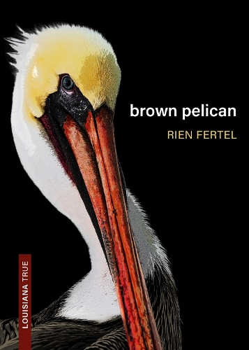 Brown Pelican.