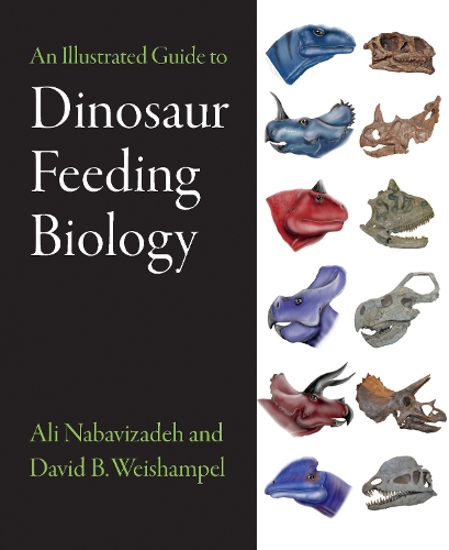An Illustrated Guide to Dinosaur Feeding Biology.