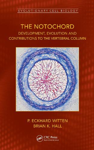 The Notochord: Development, Evolution and contributions to the vertebral column.